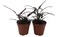Dragon's Tongue Plant - Hemigraphis - 2" Pots - 2 Pack - Terrarium/FairyGarden/Houseplant-